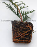 Green Giant Thuja (Cedar Arborvitae) 12-15 Inches Tall