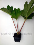 Gunnera Tinctoria Plants - Chilean rhubarb - Live potted Dinosaur Food Plants- Huge 6-8 ft leaves