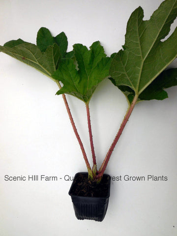 potted rhubarb plants Gunnera Tinctoria Plants - Chilean rhubarb