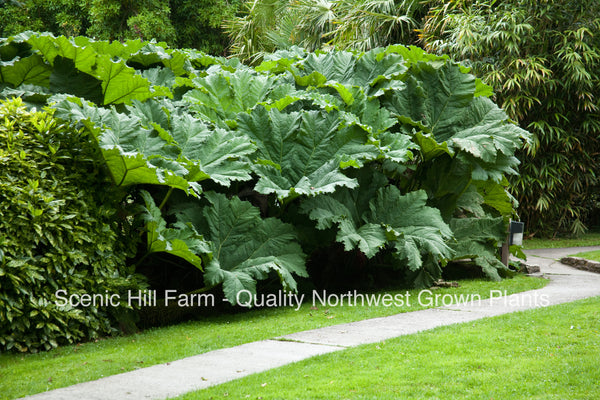 Gunnera Manicata Plants