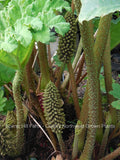 Gunnera Tinctoria Plants - Chilean rhubarb - Live potted Dinosaur Food Plants- Huge 6-8 ft leaves