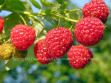 Heritage Everbearing Raspberry Bare Root Plants - Large, Sweet & Firm