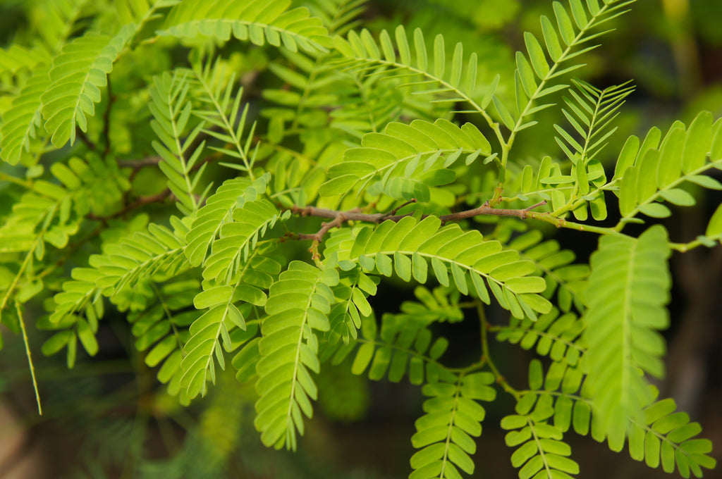 Honey Locust Trees - Gleditsia trianthos- windbreak, erosion control ...