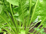 2 Fully Rooted Horseradish Plants - Faster Growing Than Bare Root - The Hottest