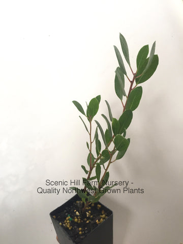 'Howard McMinn' - Manzanita - Scenic Hill Farm Nursery