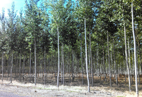 Hybrid Poplar Trees - 10 Easy to Root Cuttings - Shade - Windbreak - Firewood