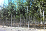 Hybrid Poplar Trees - Scenic Hill Farm Nursery