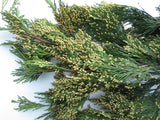 Incense Cedar Tree (Calocedrus decurrens)  8" - 12" Tall - Ships rooted in soil