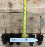 Japanese Larch (Larix kaempferi) - Bonsai or Landscape 5 - 10 inches tall