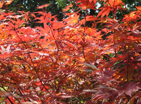 Red Japanese Maple -Acer palmatum atropurpureum