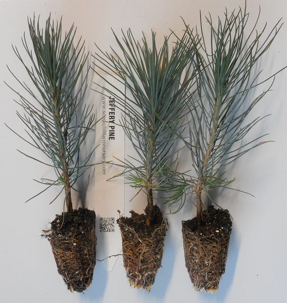 Jeffrey Pine- Landscape, Woodland or Bonsai  Scenic Hill Farm Nursery