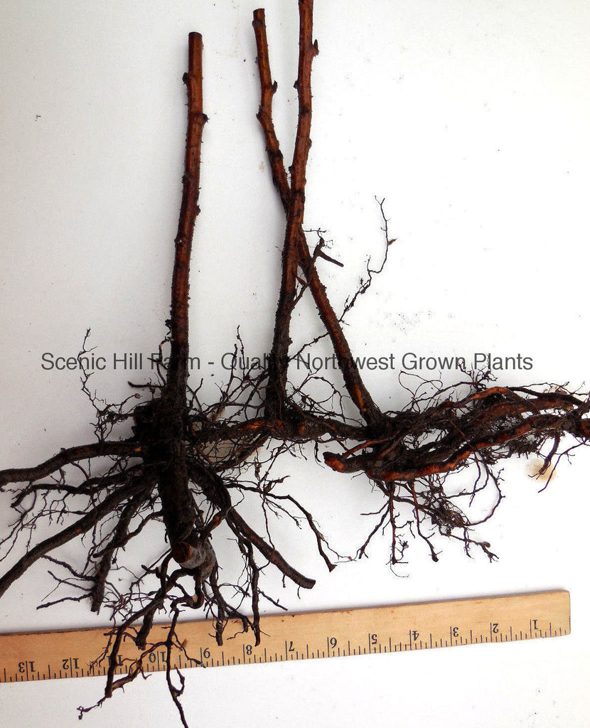 Joan J Thornless Red Raspberry Bare Root Canes Scenic Hill Farm