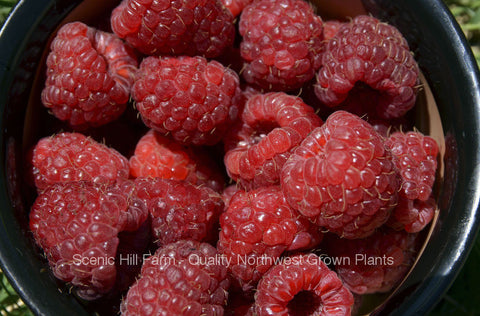 Potted Joan J Thornless Ever Bearing Red Raspberry Plants