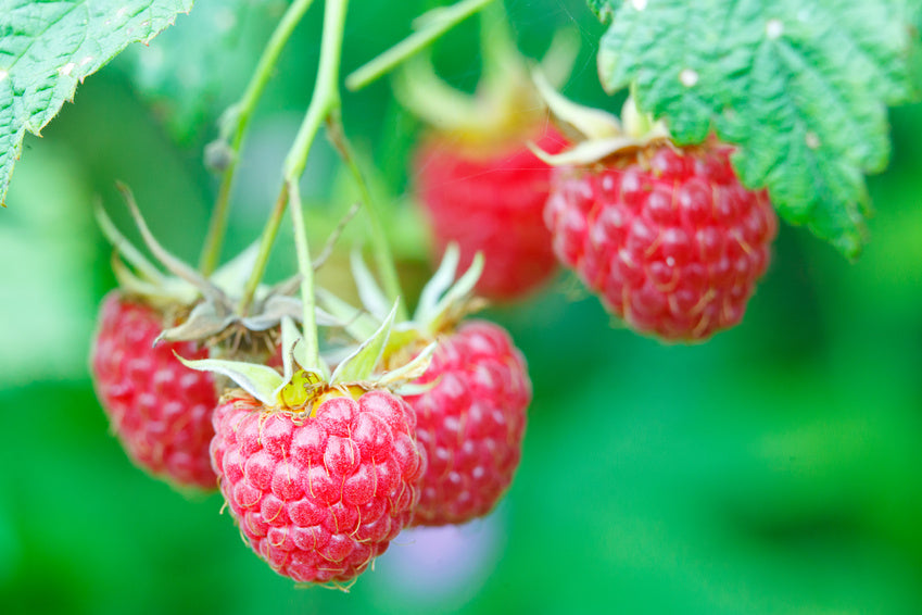 Latham potted red raspberry plants, Extremely cold-tolerant, Sweet fla ...