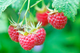 Latham potted red raspberry plants, Extremely cold-tolerant, Sweet flavorful berries.