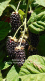 Marionberries - Scenic Hill Farm Nursery
