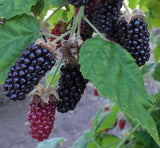 Marionberry Potted Plants- The Most Flavorful Blackberry- Free Shipping
