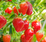 Marys Peak Summer Bearing Strawberry Potted Plants-Spring Shipping