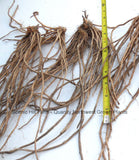 Millennium Hybrid Male Asparagus Crowns - Large Crowns For Faster Cutting