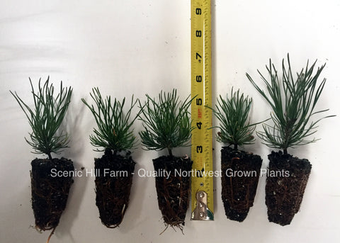 Mugo Pine - Swiss Mountain Pine ( Pinus mugo, mughus)