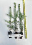 Norway spruce, Picea abies Potted seedling 12-18 inches tall, Windbreak, Landscape, Bonsai, or Christmas Tree