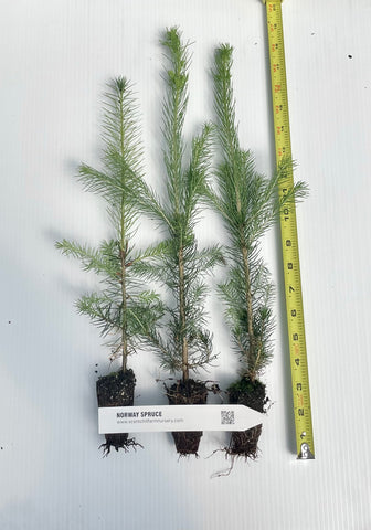 Norway spruce, Picea abies Potted seedling 10-18 inches tall, Windbreak, Landscape, Bonsai, or Christmas Tree