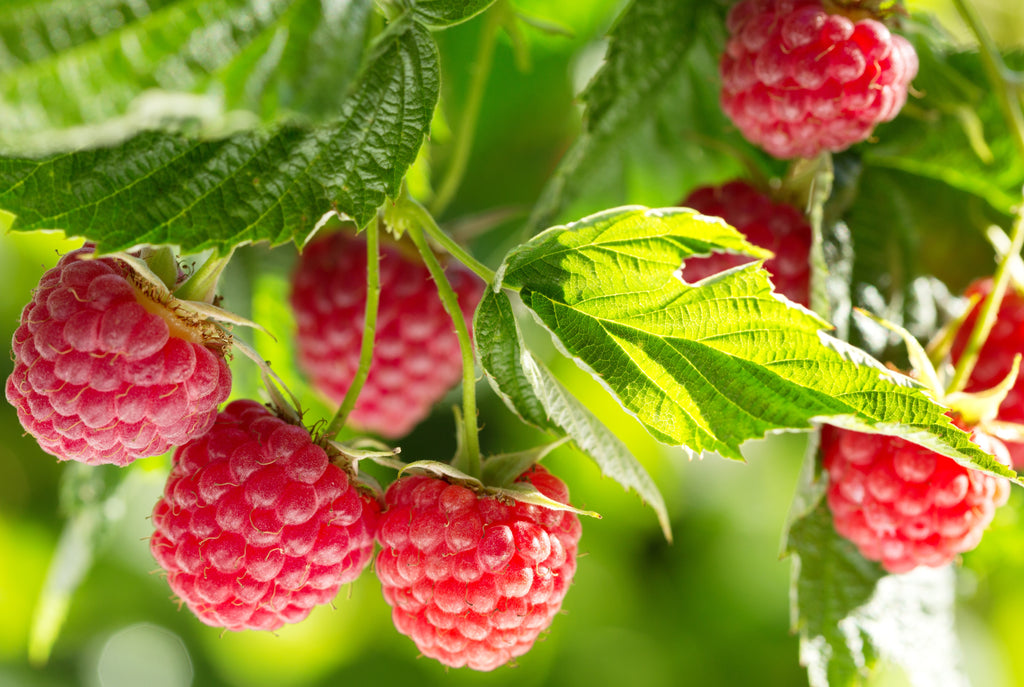 Red Raspberry Stems Winter Nova Mid Season Red Raspberry - Potted Plants - Nearly Thornless - Ver ...