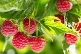 Nova Mid Season Red Raspberry - Potted Plants -  Nearly Thornless - Very Cold Hardy