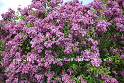 Old Fashion Lilac Bush - Potted 32" - 42" Tall - The Most Fragrant Lilac