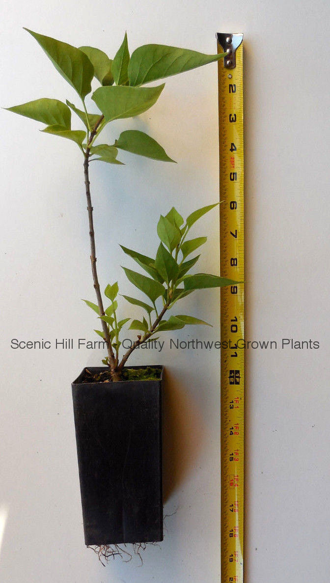 Old_Fashion_Plant_watermarked.
