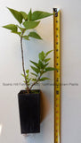 Old Fashion Lilac Bushes - 9" - 14" Tall - Potted Plants - The Most Fragrant Lilac
