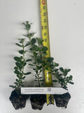 Ceanothus gloriosus ‘Point Reyes’ - Poplar low spreading evergreen ground cover