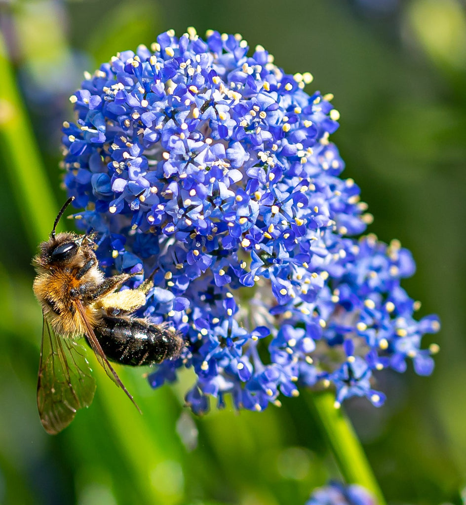Point Reye Flower Bloom Ceanothus gloriosus ‘Point Reyes’ - Poplar low spreading evergreen gro ...