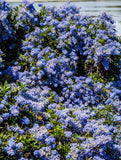 Ceanothus gloriosus ‘Point Reyes’ - Poplar low spreading evergreen ground cover