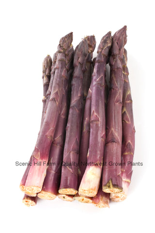 Purple Passion Asparagus Crowns - Sweeter Than Green Asparagus
