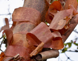 Acer griseum - Paperbark Maple- 26-40 Inches Tall - Cinnamon Reddish/Brown Peeling Bark - Potted Tree