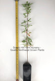 Acer griseum - Paperbark Maple- 26-60 Inches Tall - Cinnamon Reddish/Brown Peeling Bark - Potted Tree