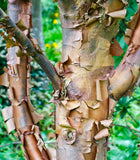 Acer griseum - Paperbark Maple- 26-40 Inches Tall - Cinnamon Reddish/Brown Peeling Bark - Potted Tree