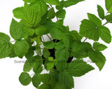 Potted Autumn Britten Everbearing Red Raspberry Plants - Large & Sweet