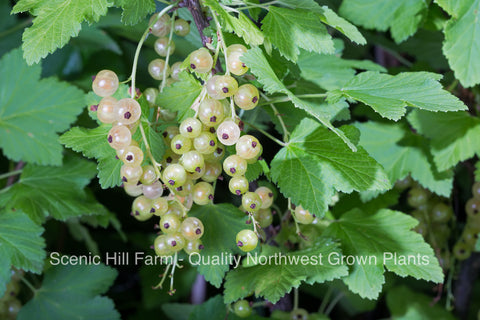 Primus White Currant Plants - Sweetest Berries - Compact Plant - High Yields