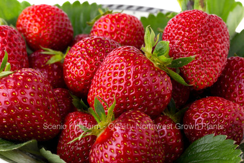 Quinault Ever Bearing Strawberry Plants - Great For Hanging Baskets And Containers- Spring/Summer Planting