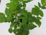 Latham potted red raspberry plants, Extremely cold-tolerant, Sweet flavorful berries.
