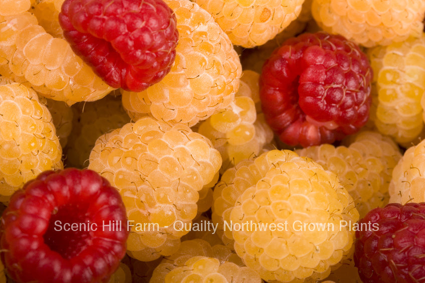 Red & Gold Raspberry Collection - 2 Each - 4 Total - Bare Root Cane Pl ...