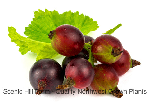 Red Josta Plants - Large Sweet-Tart Berries - Gooseberry and Black Currant Cross