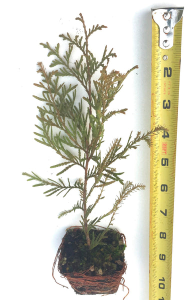 Rheingold Cedar - Golden Foliage 6