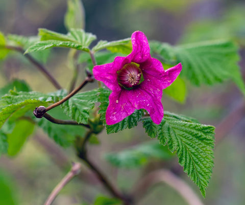 Salmonberry (Rubus spectabilis) beautiful pink - red flowers and