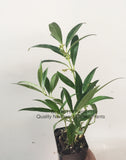 Sarcococca hookeriana var. humilis, Evergreen shrub, Fragrant flowers