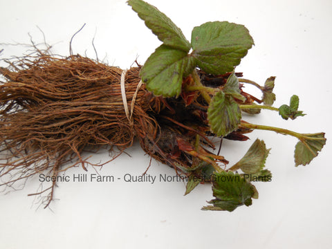 Shuksan Strawberry Plants - Extremely Cold Hardy