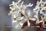Serviceberry (Amelanchier alnifolia) Bare Root & Potted Trees  12” - 24” Tall - Showy Flowers, Tasty Purple Berries