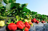 Shuksan Strawberry Plants - Extremely Cold Hardy- Spring/Summer Planting